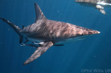 Oceanic blacktips taken at Aliwal Shoal, South Africa clo... by Phil Wills 