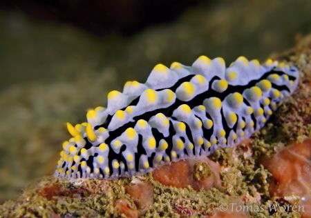 Phyllidia varicosa posing by Tomas Woren 