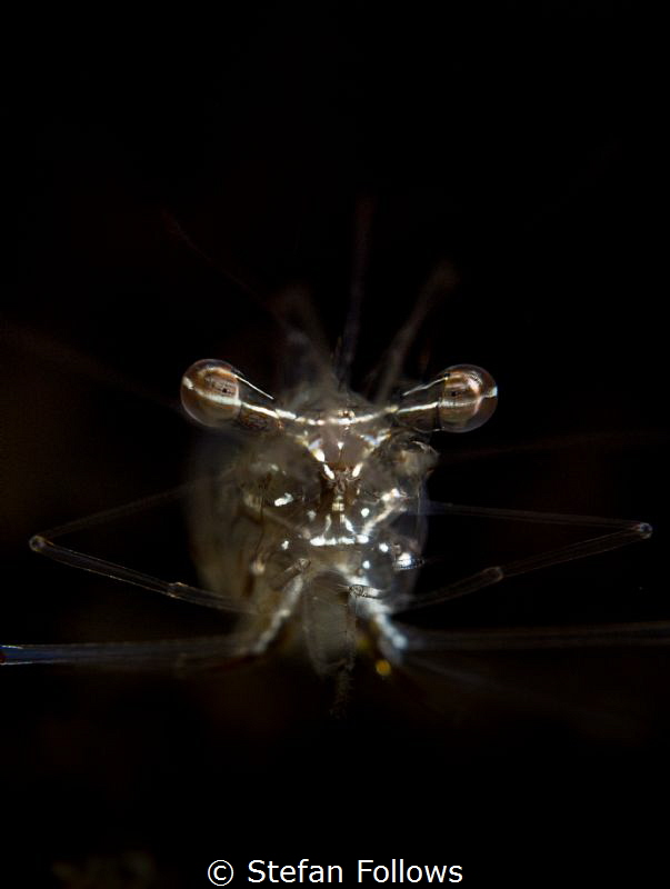Sufferance ... Black and Silver Cuapetes Shrimp - Cuapete... by Stefan Follows 