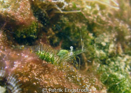 Shrimp Sliema Malta by Patrik Engstrom 