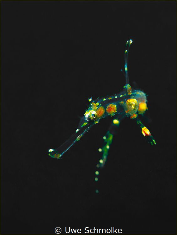 almost transparent - juv Ghostpipefish by Uwe Schmolke 