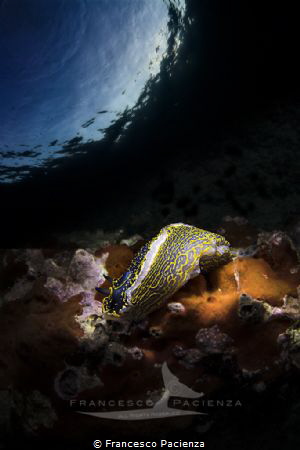[:b:]Felimare picta[:/b:] by Francesco Pacienza 