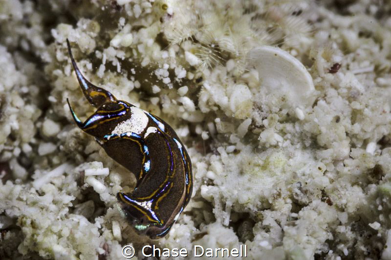 "Sluggin"
Head Shield Slug moves around in the sand, Mac... by Chase Darnell 
