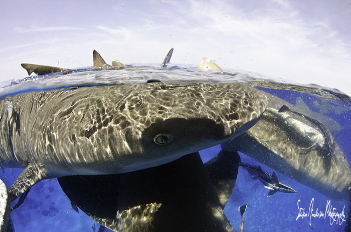 I love safety stops and clear water, that enables me to g... by Steven Anderson 