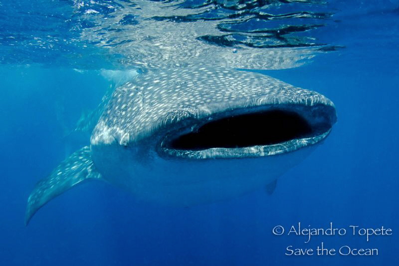 Whaleshark with Scar, Isla Contoy Mexico by Alejandro Topete 