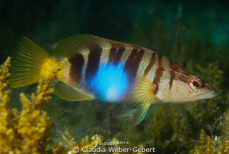 perfect posing... by Claudia Weber-Gebert 
