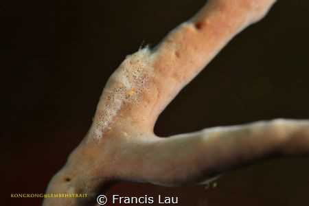 Can you see me? by Francis Lau 