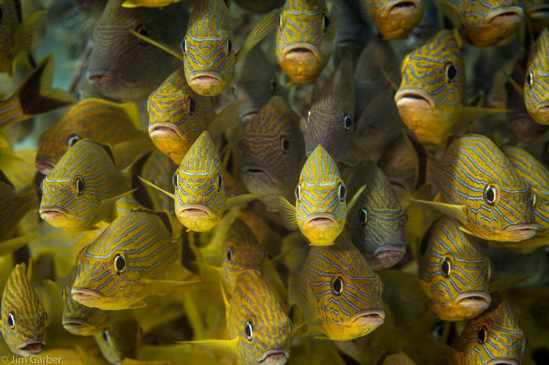 Gang of Grunts by Jim Garber 