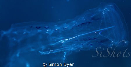 mid water on safety stop out with DNS grand cayman north ... by Simon Dyer 