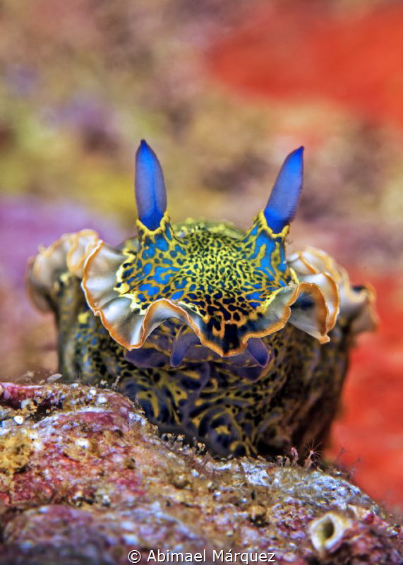 Nudi 5 by Abimael Márquez 