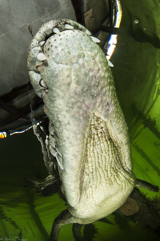 Crocodylus acutus_7 by Mathieu Foulquié 