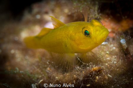 "Where's my mommy?" by Nuno Alves 