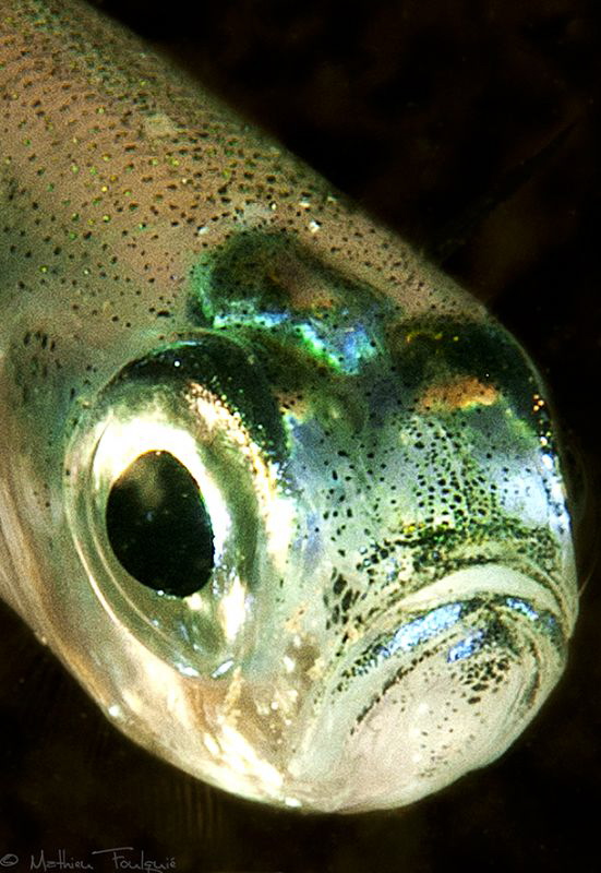 Booo.... (Atherina boyeri) by Mathieu Foulquié 