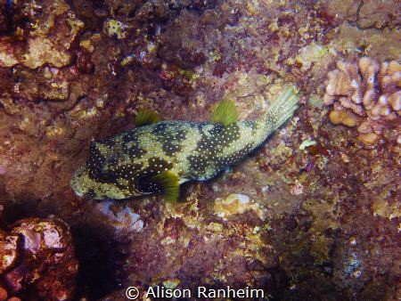 Porcupine Fish, Maui. by Alison Ranheim 