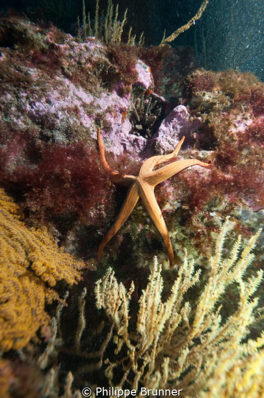 The dance of the sea star by Philippe Brunner 