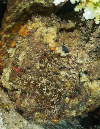 Stonefish, one of the ugliest ones I've ever seen...
(th... by Arno Enzo 
