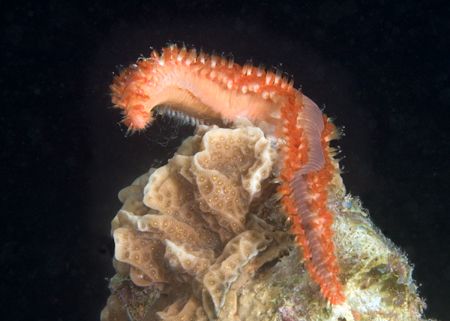 Spawning bearded fireworm by Maryke Kolenousky 