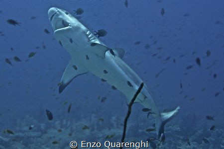 Grey Reef Shark in Cleaning Station... by Enzo Quarenghi 