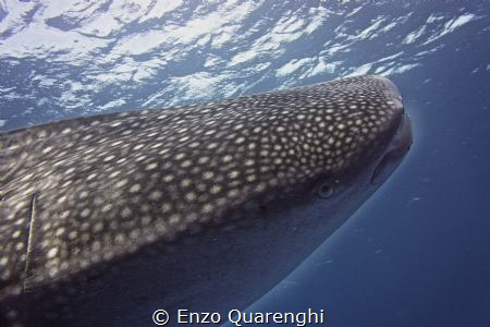 whale shark - indian ocean. Sony nex7 with Nauticam Housing by Enzo Quarenghi 