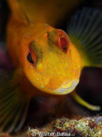YELLOW by Walter Bassi 