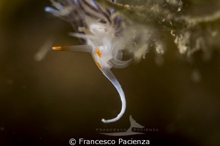 Simply orange details by Francesco Pacienza 