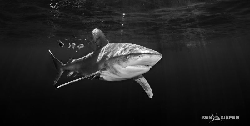 Oceanic Whitetip just below the surface with pilotfish.
... by Ken Kiefer 