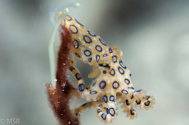 Blue ringed octopus in Raja Ampat. by Mehmet Salih Bilal 