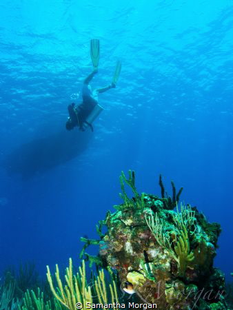 3rd safety stop of the day. East End wall, Grand Cayman. ... by Samantha Morgan 