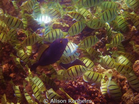 "Standing out in a Crowd" by Alison Ranheim 