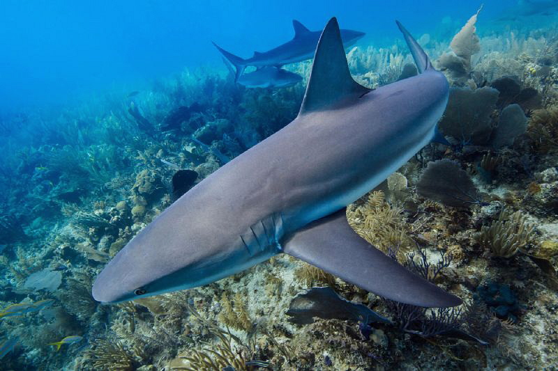 Reef shark close pass by Paul Colley 
