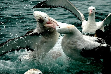 Giant Albatros Fighting by Jayne Dennis 