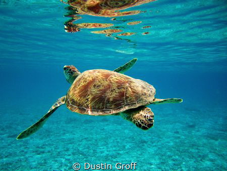 A vivid, firework-patterned shell by Dustin Groff 