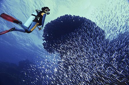 schooling fish near marsa alam NikD2x-NikStrobe- composin... by Manfred Bail 