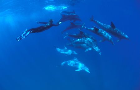 an inquisitive pod of dolphins checks us out.feediving. N... by Fiona Ayerst 