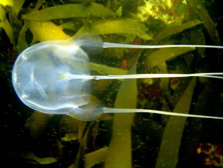 Jelly Fish by Ryan Stafford 