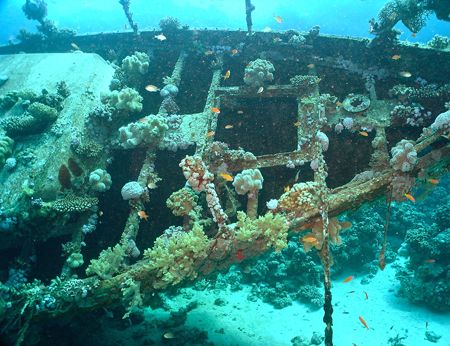 American Yacht sunk in early 90's in Southern Red Sea. Ta... by Sarah Iles 