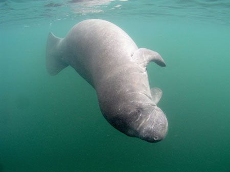 Upside Down Manatee. Camera Olympus C-5050,ikelite Housin... by Ray Eccleston 