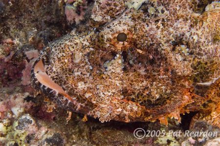 Titan Scorpion, South Maui, Hawaii. Light and Motion hous... by Patrick Reardon 