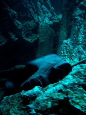 I found this boot in Thistlegorm, a wreck from the second... by Steven Withofs 