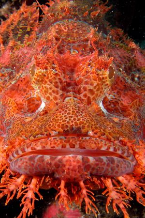 Portrait of a scorpion fish. Puerto Galera, Mindoro. by Ugo Gaggeri 