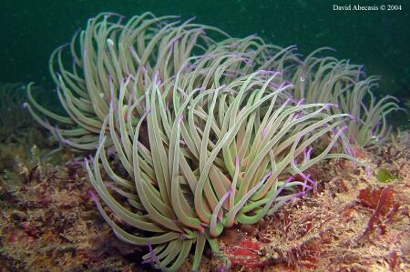 Anemonia viridis shot at the Algarve - shot with Olympus ... by David Abecasis 