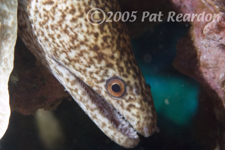 Stout Moray, South Maui, Hawaii. D100, 105mm lens, Light ... by Patrick Reardon 