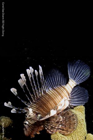 Lionfish taken at night in Sharem el sheik Egypt. by Dan Ashkenasi 