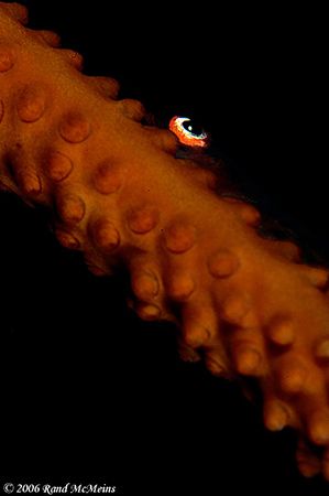 I'll keep an eye out for you...
Lembeh,D2x, fullframe, 2... by Rand Mcmeins 