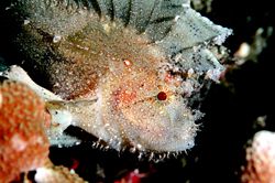 Leaffish.D70,105mm.
Kapalai,Sabah,Malaysia by Frankie Tsen 