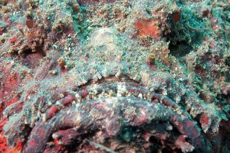 Portrait of a stone fish from Manado by Ugo Gaggeri 