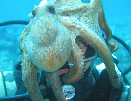 On a nice afternoon dive, we found extremely friendly oct... by Eugen Miljan 