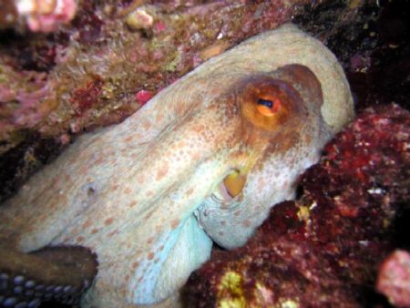 An octopus hidden in a rock crevice, Kash, Turkey by Gordana Zdjelar 