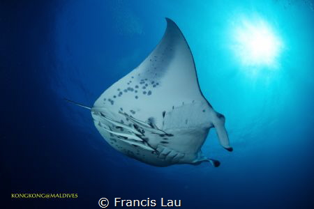 I love Manta ... by Francis Lau 