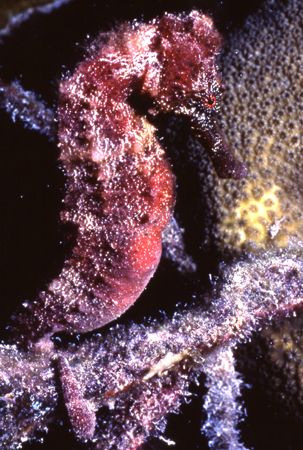 Red Sea Horse in Bon Aire. by David Spiel 